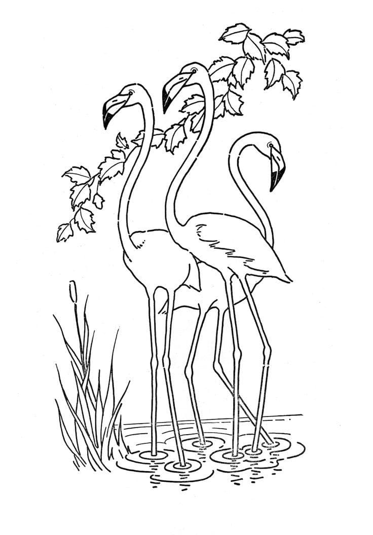 Раскраска три фламинго