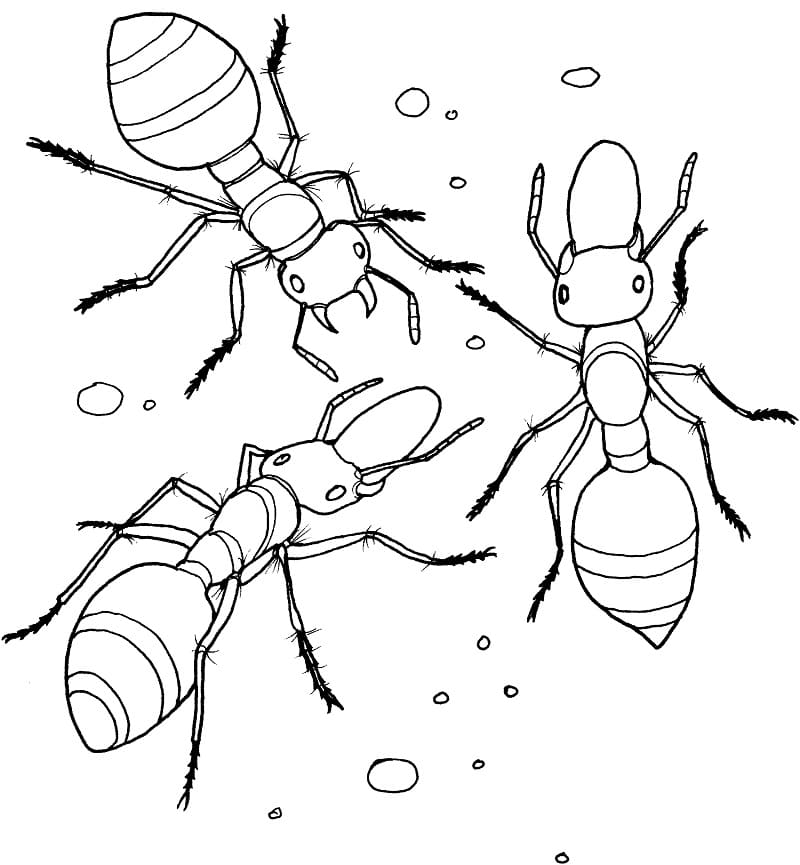 Раскраска Три муравья
