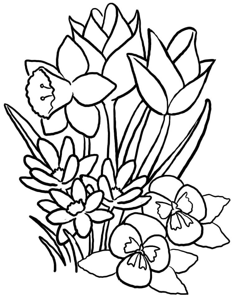 Раскраска Тюльпаны
