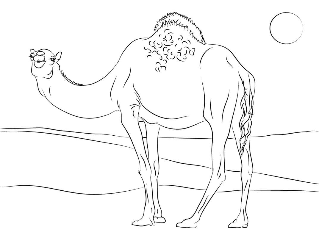 Раскраска верблюд 13