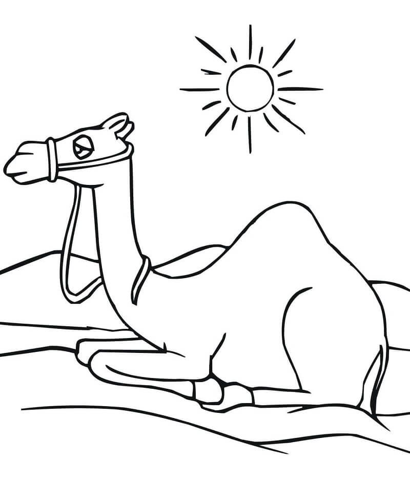 Раскраска верблюд 8