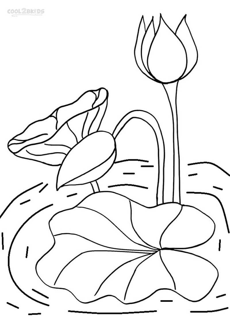 Раскраска водяная лилия 4