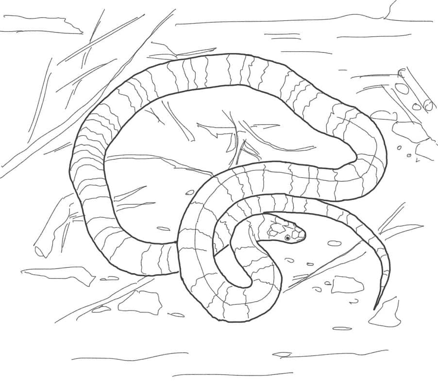 Раскраска Змея 2