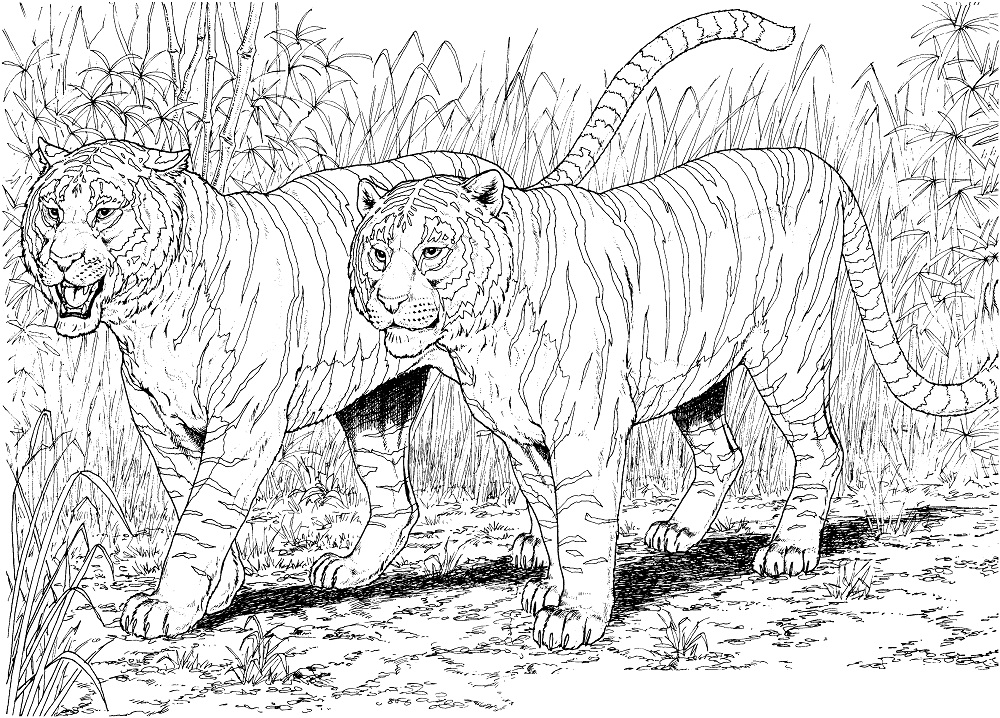 Раскраска Пара тигров
